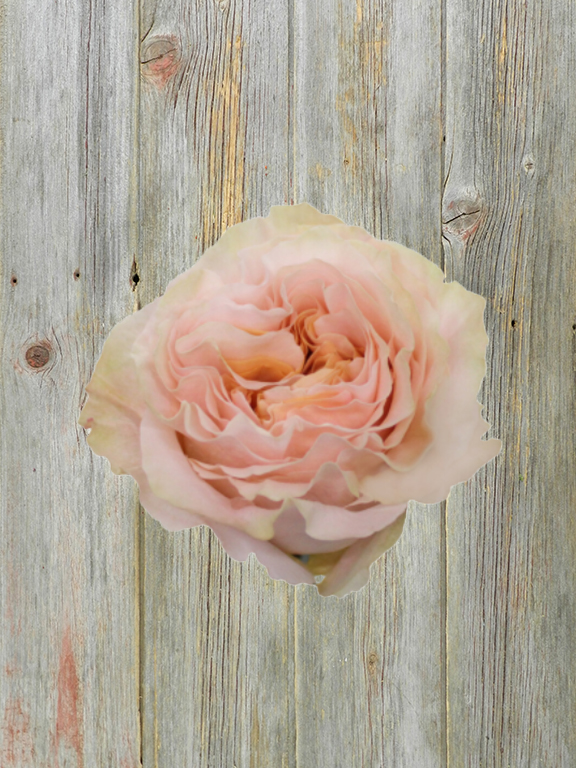 PRINCESS CROWN  LIGHT PEACH GARDEN ROSE